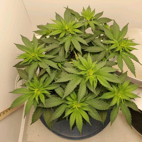 Rose growlog photo: 10:00 am