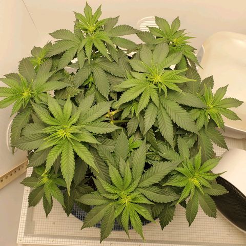 Rose growlog photo: Before trim and water 10am