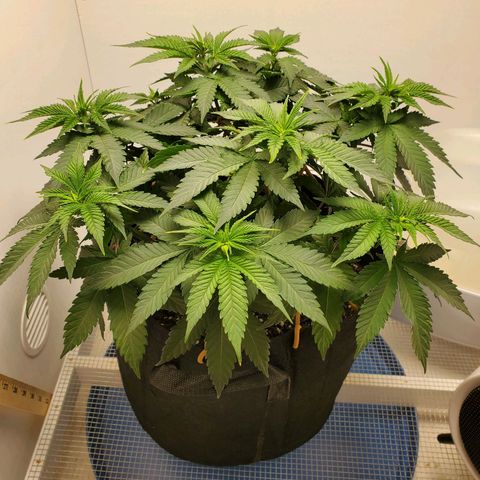Rose growlog photo: Before trim and water 10am