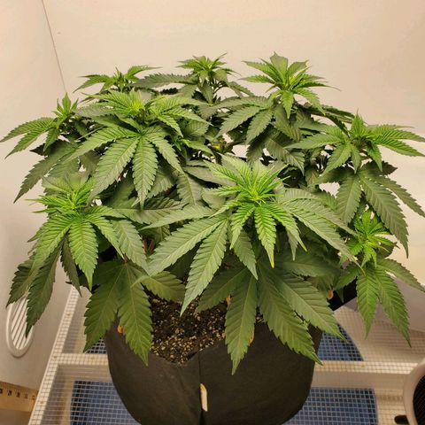 Rose growlog photo: Before trim and water 10am