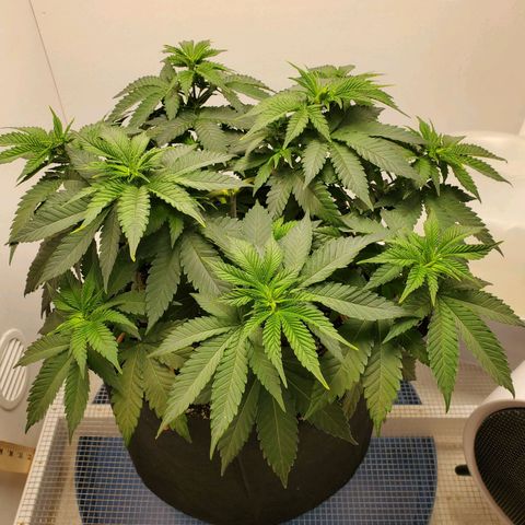 Rose growlog photo: Before trim and water 10am