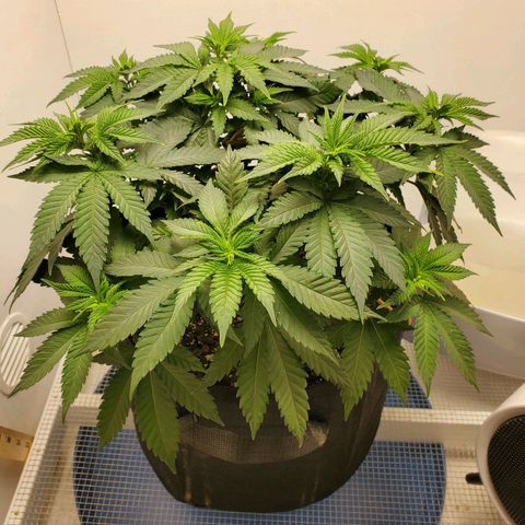 Rose growlog photo: Before trim and water 10am