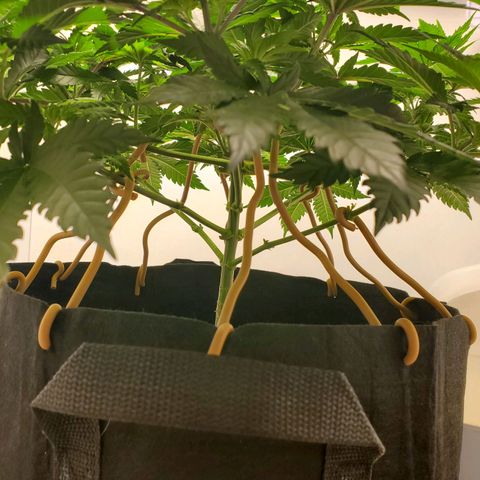 Rose growlog photo: 10 am.  Looking Good