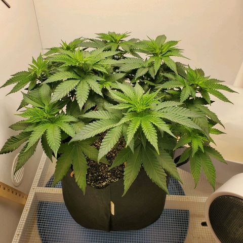 Rose growlog photo: 10 am.  Looking Good