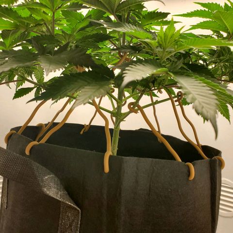 Rose growlog photo: 10 am.  Looking Good