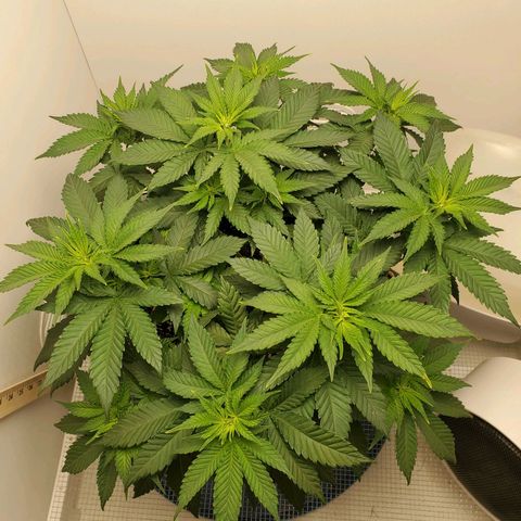 Rose growlog photo: 10 am.  Looking Good