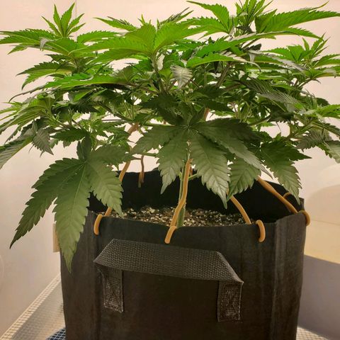 Rose growlog photo: 10 am.  Looking Good