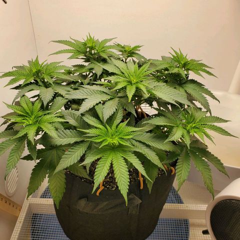 Rose growlog photo: 10 am.  Looking Good