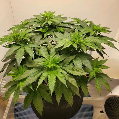 Rose growlog photo: 10 am.  Looking Good