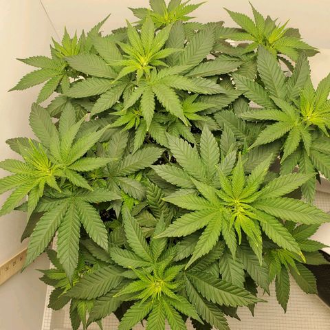 Rose growlog photo: 10 am.  Looking Good