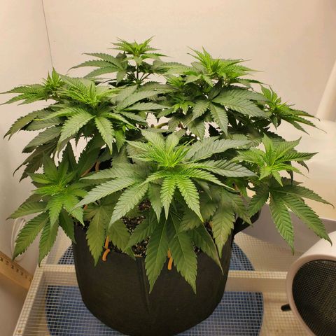 Rose growlog photo: 10 am.  Looking Good