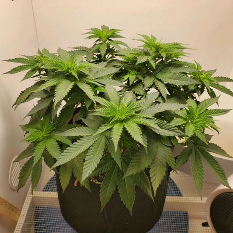 Rose growlog photo: 8am