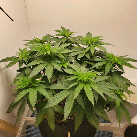 Rose growlog photo: 8am