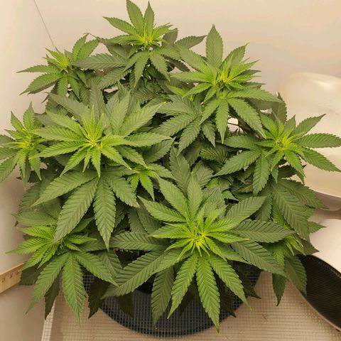 Rose growlog photo: 8am