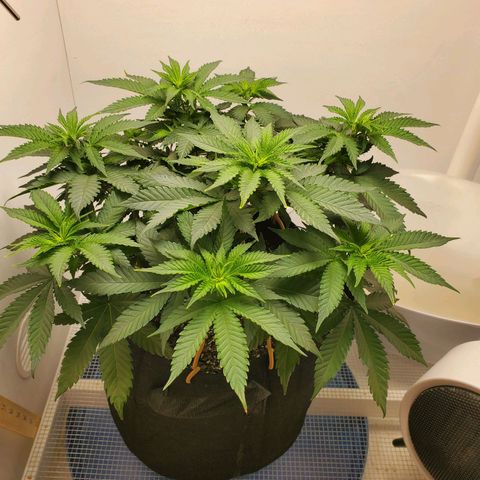 Rose growlog photo: 8am