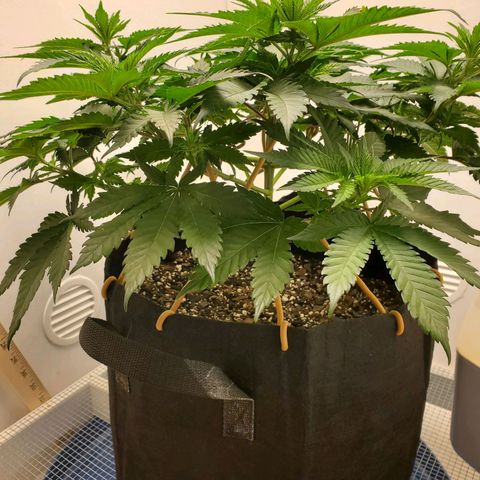 Rose growlog photo: 10 am.  Looking Good
