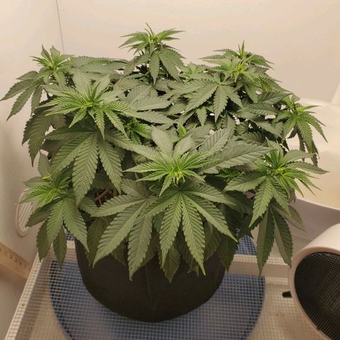 Rose growlog photo: 8am before watering and nutrients 