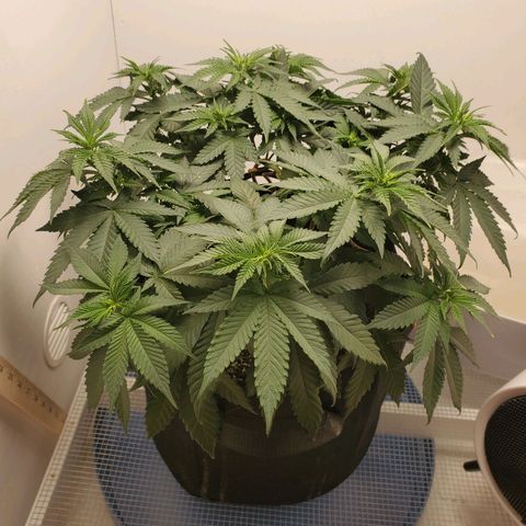 Rose growlog photo: 8am before watering and nutrients 