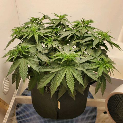 Rose growlog photo: 8am before watering and nutrients 