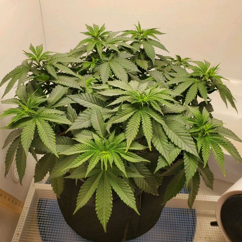 Rose growlog photo: 8am before watering and nutrients 