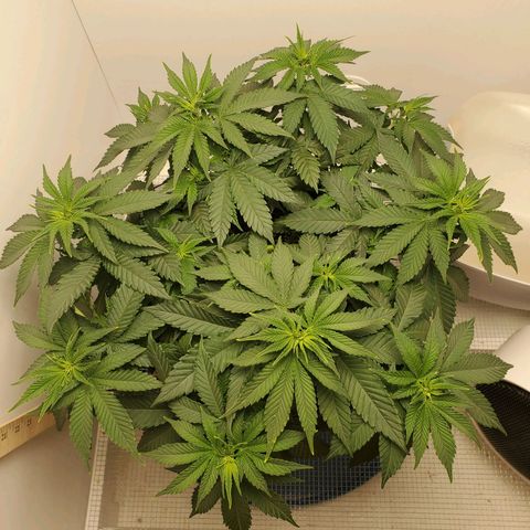 Rose growlog photo: 8am before watering and nutrients 