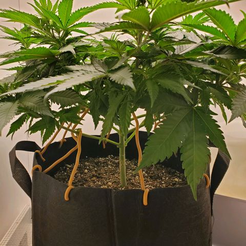 Rose growlog photo: 10:30 am before trimming lower leaves 