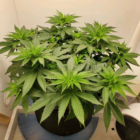 Rose growlog photo: 10:30 am before trimming lower leaves 