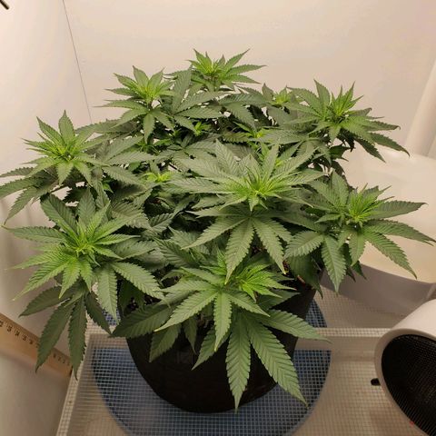 Rose growlog photo: 10:30 am before trimming lower leaves 