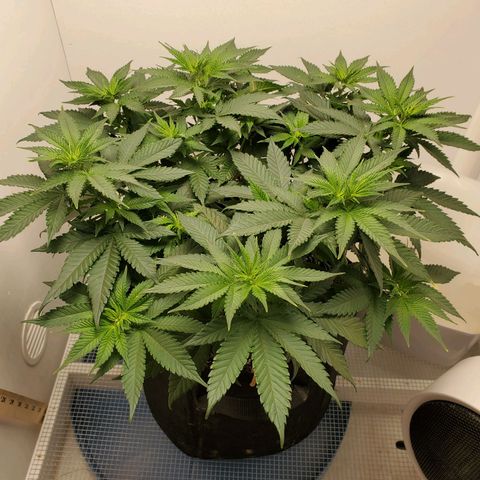 Rose growlog photo: 10:30 am before trimming lower leaves 