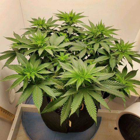 Rose growlog photo: 10:30 am before trimming lower leaves 