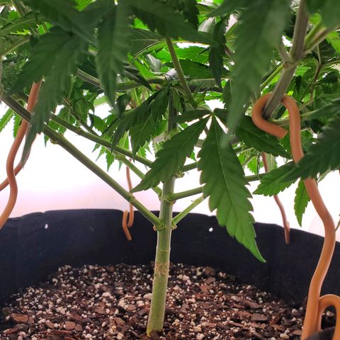 Rose growlog photo: 11:30 am