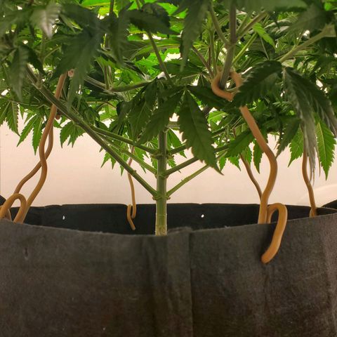 Rose growlog photo: 11:30 am