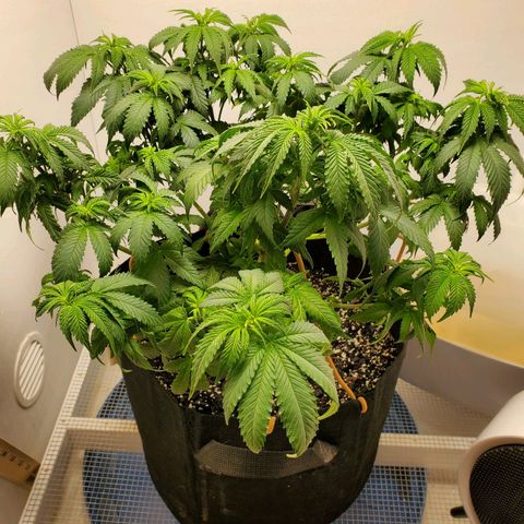 Rose growlog photo: Little droopy, thirsty girl drank a gallon. Pics taken at 1:00 PM at water and defoliation 