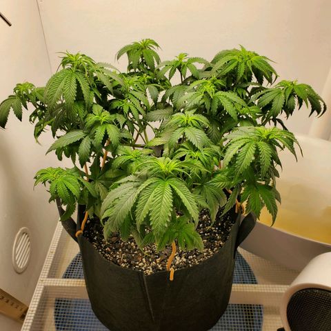 Rose growlog photo: Little droopy, thirsty girl drank a gallon. Pics taken at 1:00 PM at water and defoliation 