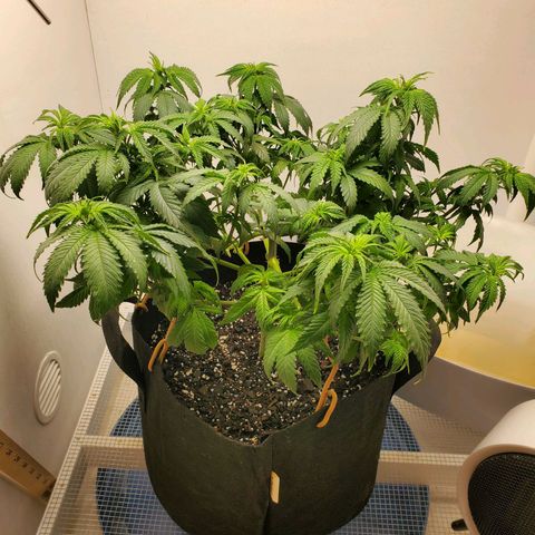 Rose growlog photo: Little droopy, thirsty girl drank a gallon. Pics taken at 1:00 PM at water and defoliation 