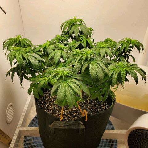 Rose growlog photo: Little droopy, thirsty girl drank a gallon. Pics taken at 1:00 PM at water and defoliation 