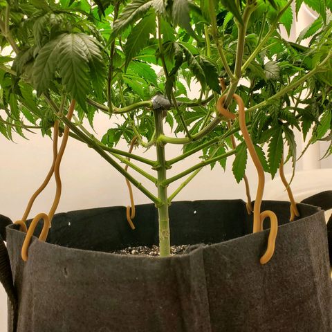 Rose growlog photo: Little droopy, thirsty girl drank a gallon. Pics taken at 1:00 PM at water and defoliation 