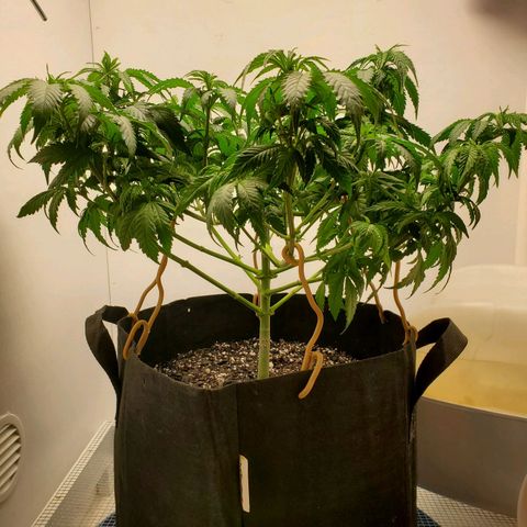 Rose growlog photo: Little droopy, thirsty girl drank a gallon. Pics taken at 1:00 PM at water and defoliation 