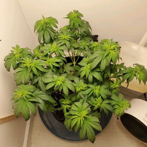 Rose growlog photo: Little droopy, thirsty girl drank a gallon. Pics taken at 1:00 PM at water and defoliation 