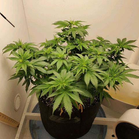 Rose growlog photo: 5:30 PM she perked up a lot in 4 hours or so