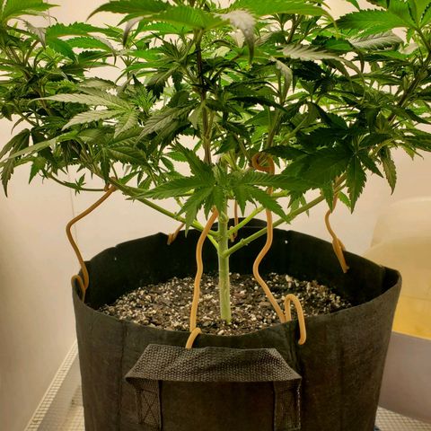 Rose growlog photo: 5:30 PM she perked up a lot in 4 hours or so