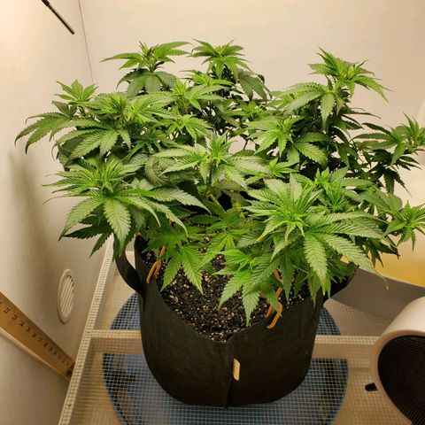 Rose growlog photo: 5:30 PM she perked up a lot in 4 hours or so