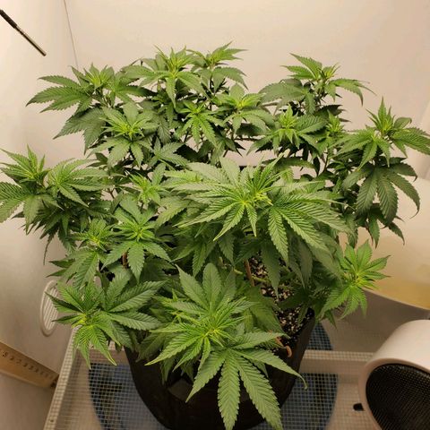 Rose growlog photo: 5:30 PM she perked up a lot in 4 hours or so