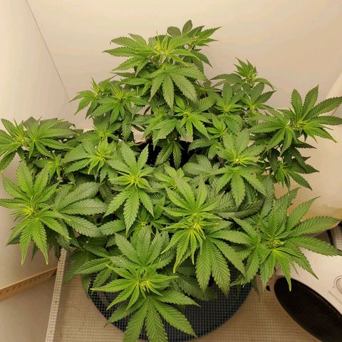Rose growlog photo: 5:30 PM she perked up a lot in 4 hours or so