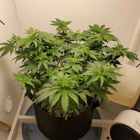 Rose growlog photo: 5:30 PM she perked up a lot in 4 hours or so