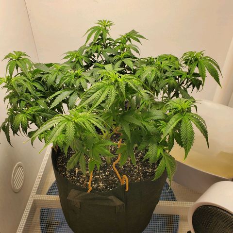 Rose growlog photo: 1:00 PM after trim and water