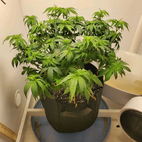 Rose growlog photo: 1:00 PM after trim and water