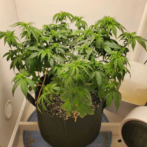 Rose growlog photo: 1:00 PM after trim and water