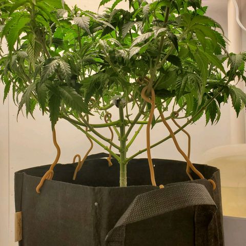 Rose growlog photo: 1:00 PM after trim and water