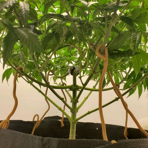 Rose growlog photo: 1:00 PM after trim and water